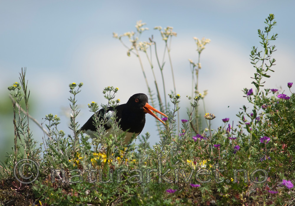BB 07 0108 / Anthyllis vulneraria / Rundbelg <br /> Filipendula vulgaris / Knollmjødurt <br /> Geranium sanguineum / Blodstorkenebb <br /> Haematopus ostralegus / Tjeld