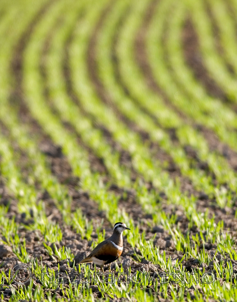 BB 07 0109 / Charadrius morinellus / Boltit