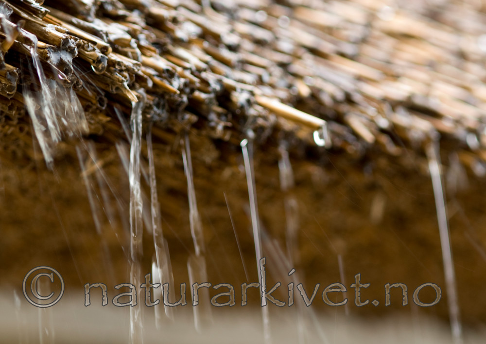 BB 07 0120 / Phragmites australis / Takrør