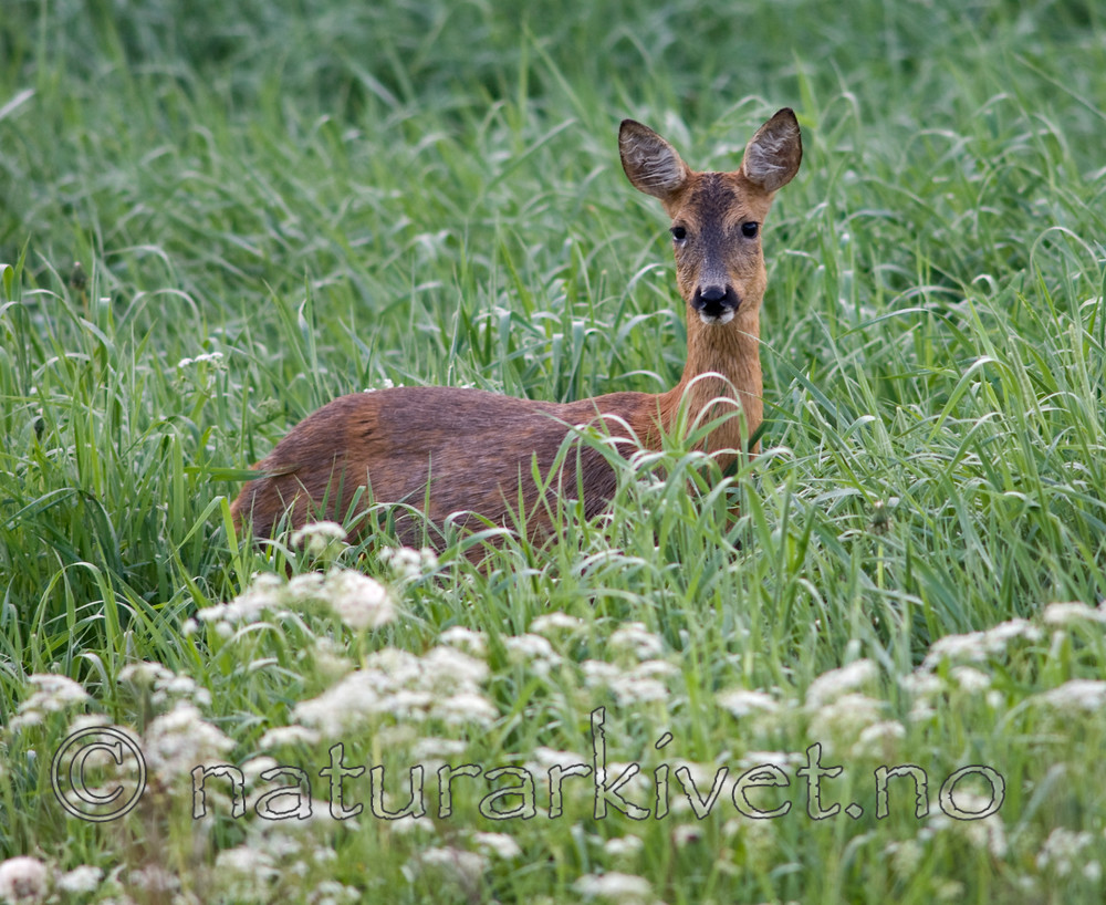 BB 07 0125 / Capreolus capreolus / Rådyr