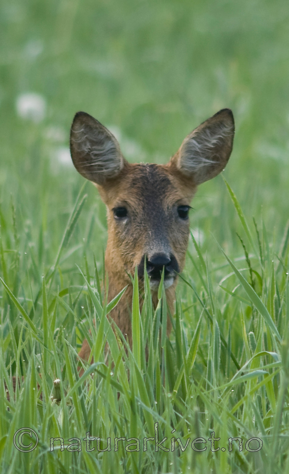 BB 07 0126 / Capreolus capreolus / Rådyr