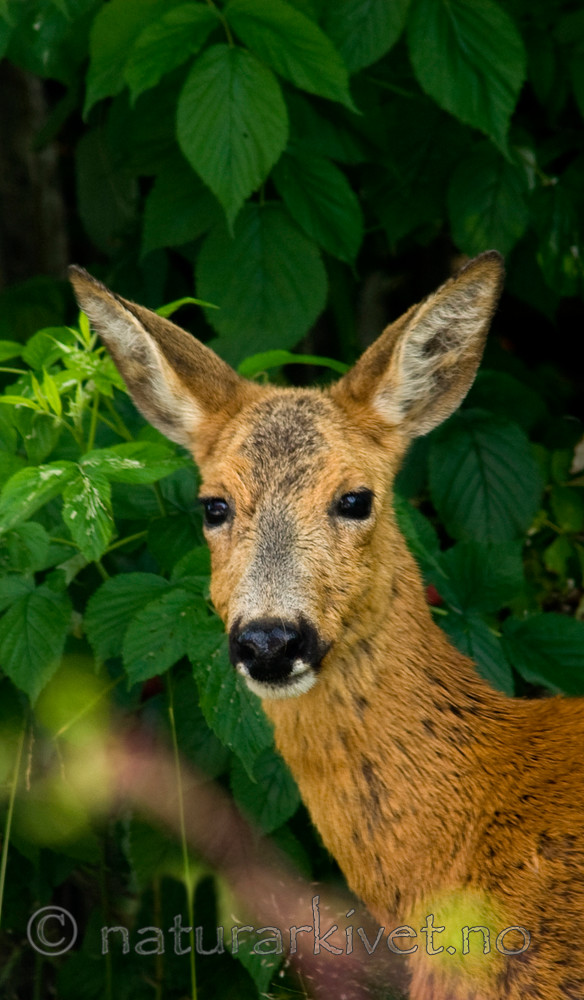BB 07 0127 / Capreolus capreolus / Rådyr