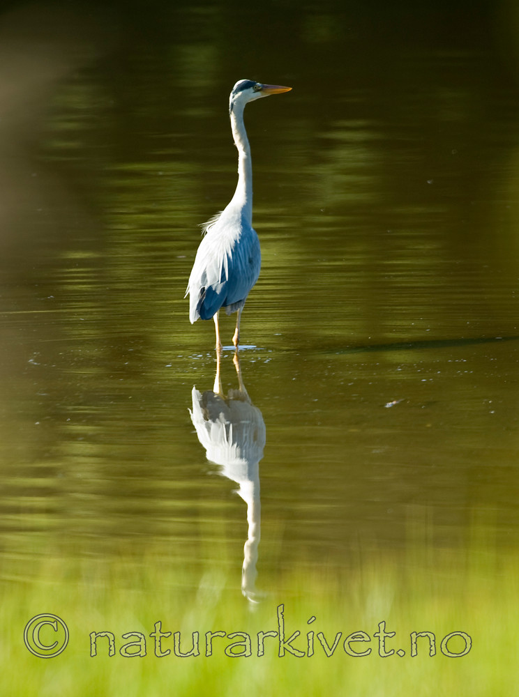 BB 07 0129 / Ardea cinerea / Gråhegre