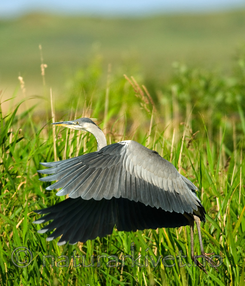 BB 07 0130 / Ardea cinerea / Gråhegre
