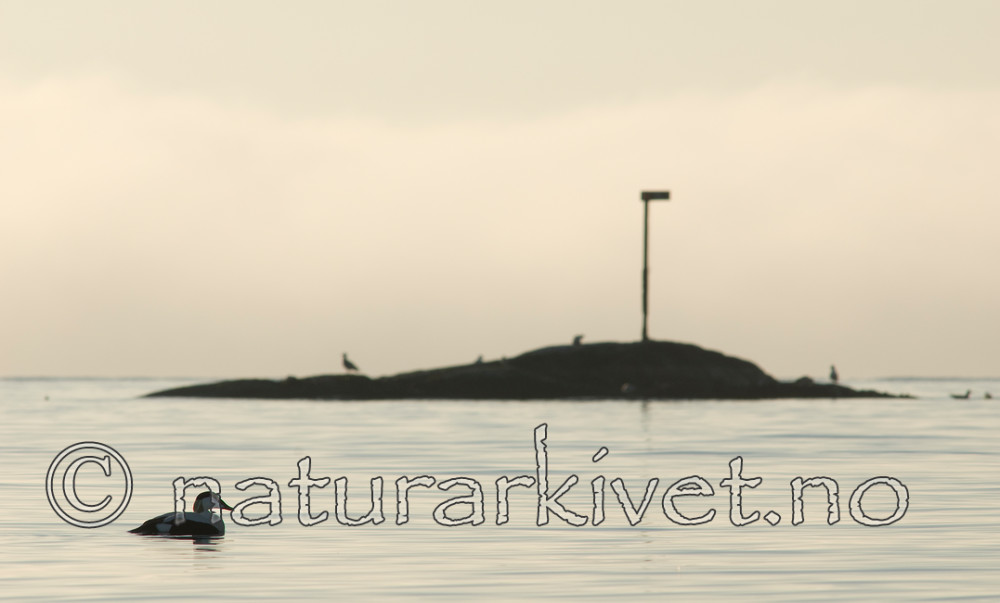 BB 07 0132 / Somateria mollissima / ærfugl