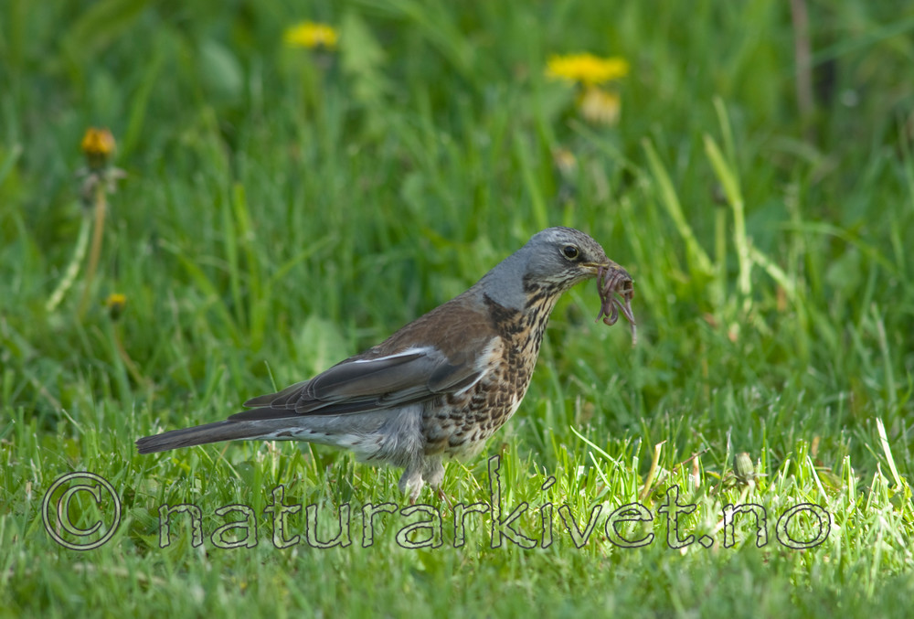 BB 07 0138 / Turdus pilaris / Gråtrost