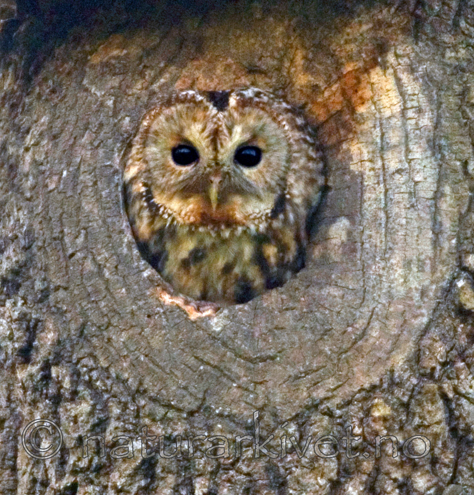 BB 07 0140 / Strix aluco / Kattugle
