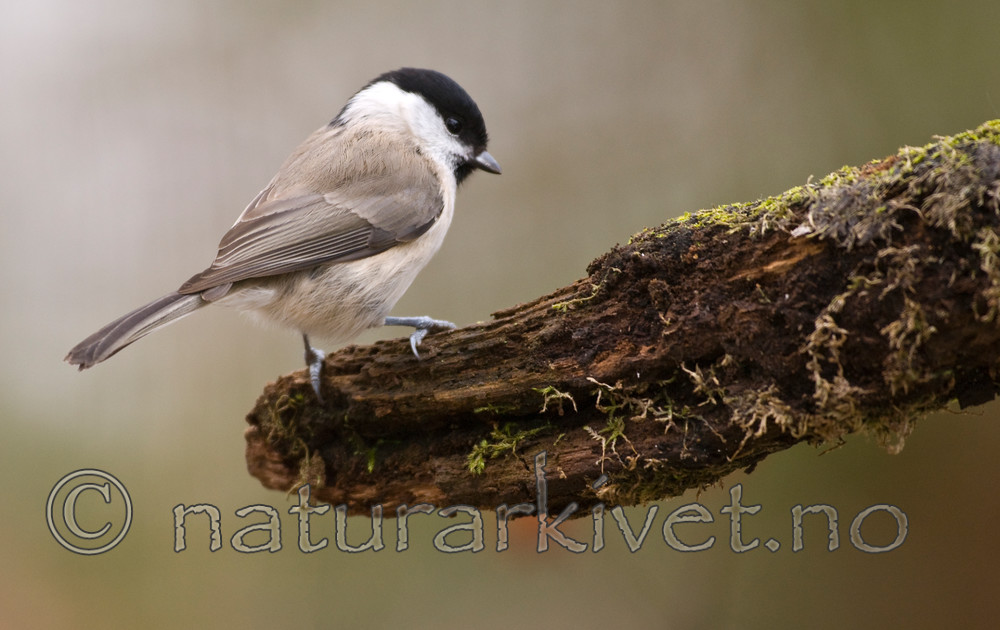 BB 07 0141 / Poecile palustris / Løvmeis