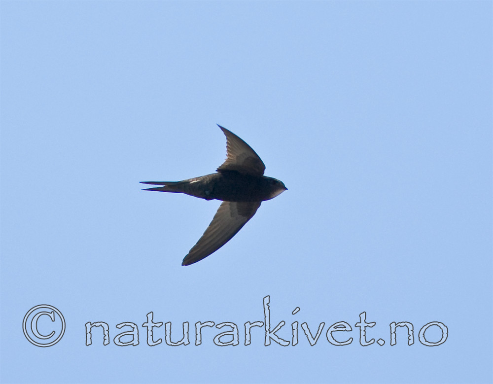 BB 07 0159 / Apus apus / Tårnseiler
