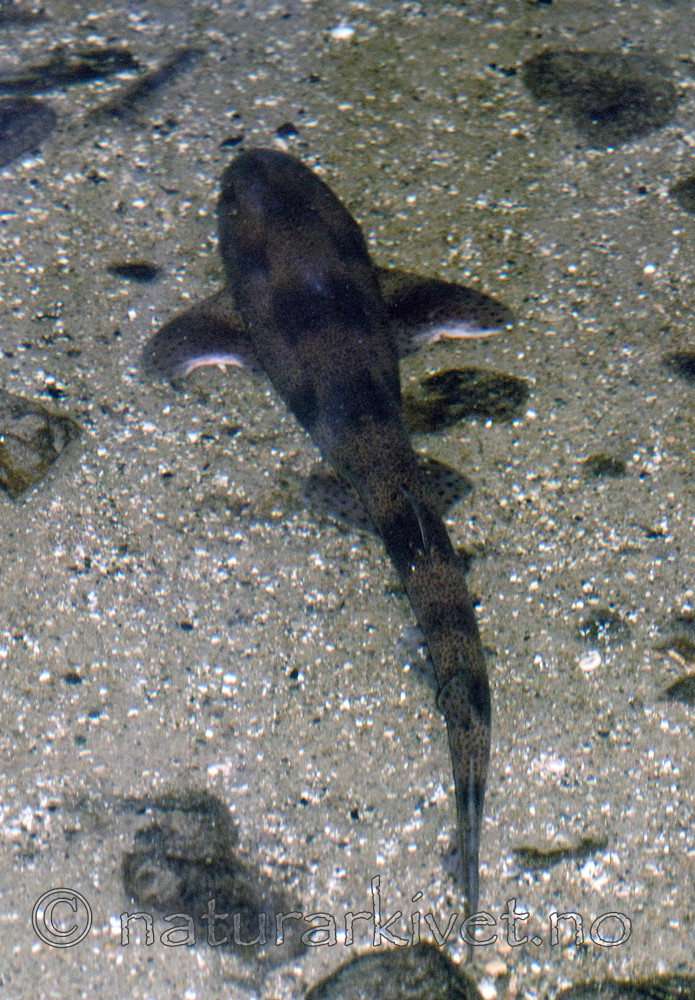BB 07 0163 / Scyliorhinus canicula / Småflekket rødhai <br /> Trachinus draco / Fjesing