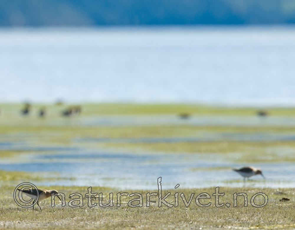 BB 07 0166 / Calidris ferruginea / Tundrasnipe