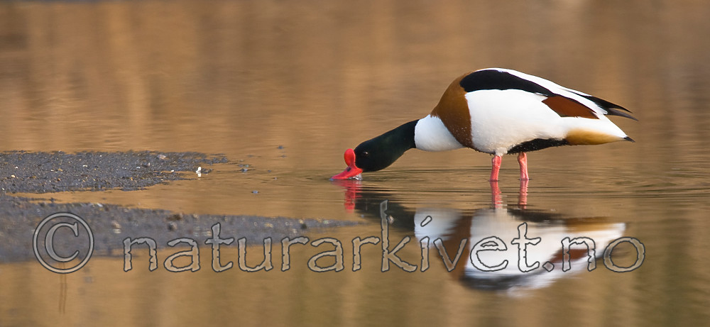 BB 07 0169 / Tadorna tadorna / Gravand