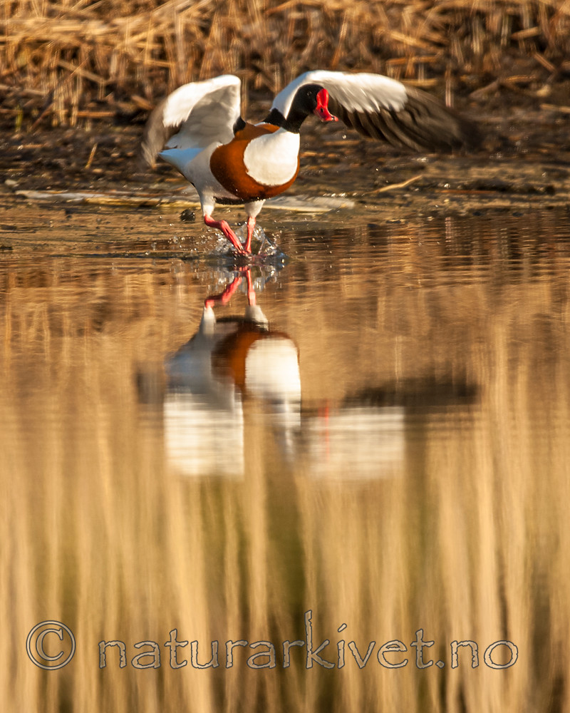 BB 07 0171 / Tadorna tadorna / Gravand