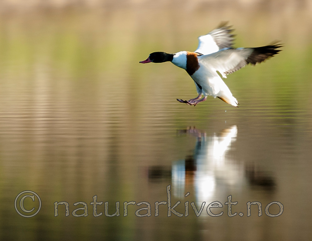 BB 07 0175 / Tadorna tadorna / Gravand