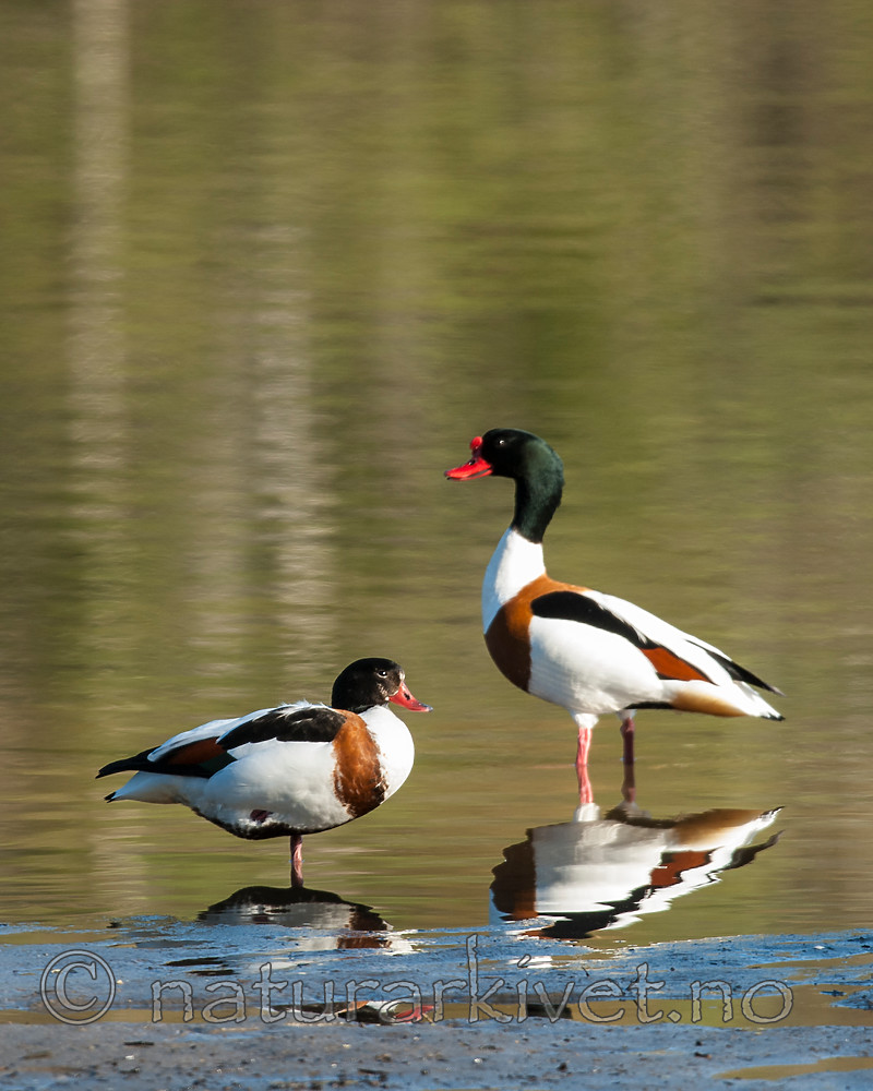 BB 07 0176 / Tadorna tadorna / Gravand