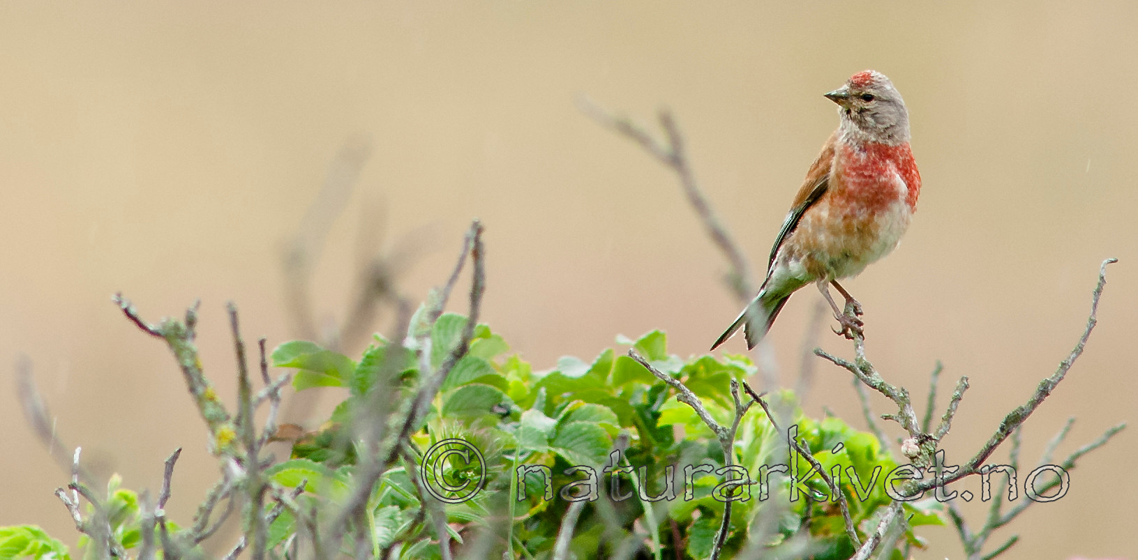 BB 07 0177 / Carduelis cannabina / Tornirisk