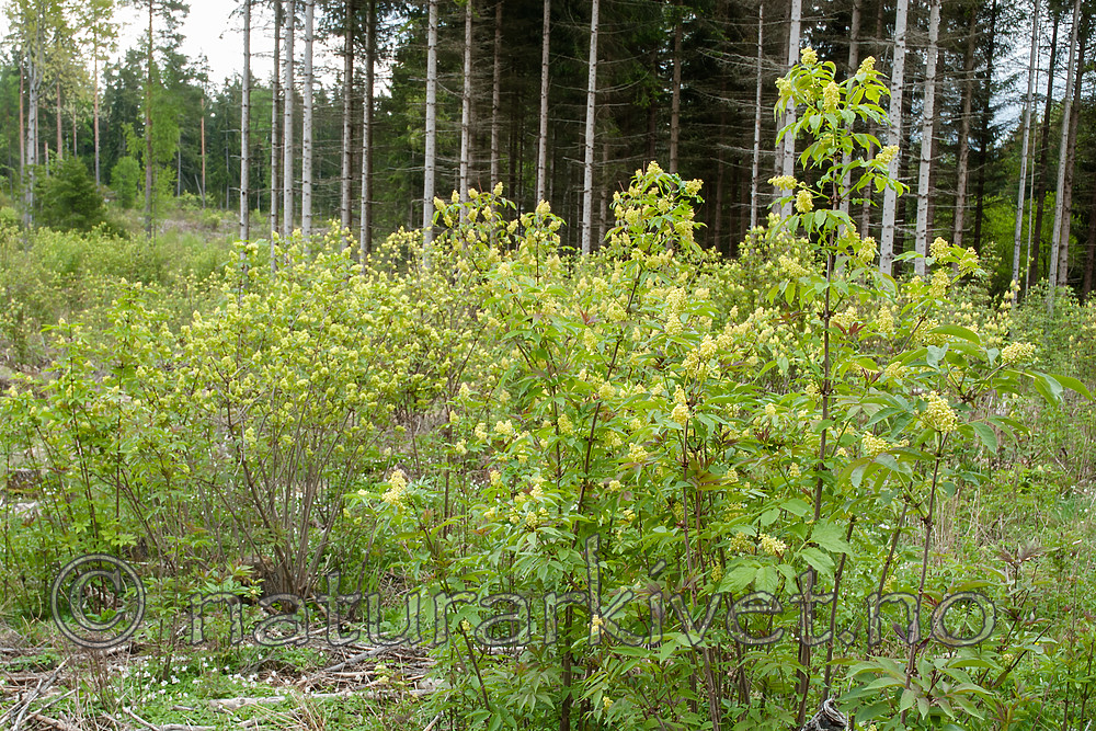 BB 07 0178 / Sambucus racemosa / Rødhyll