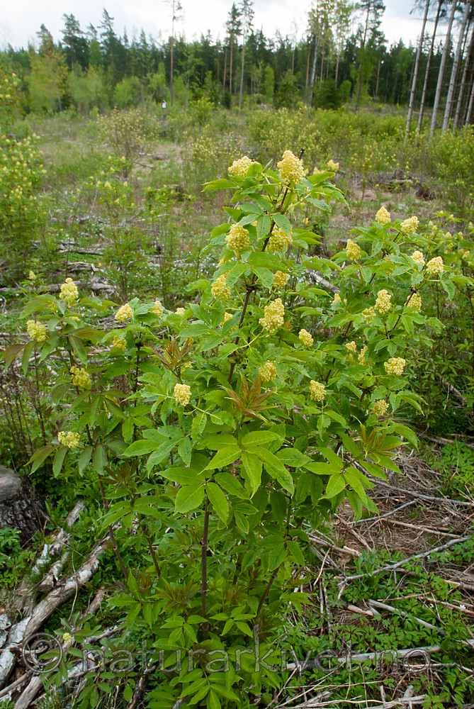 BB 07 0180 / Sambucus racemosa / Rødhyll