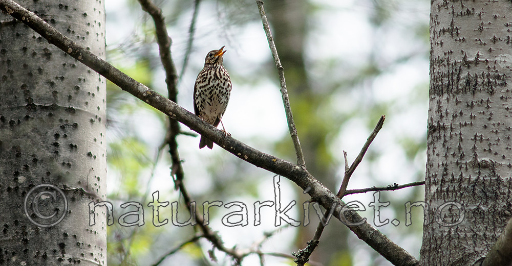 BB 07 0183 / Turdus philomelos / Måltrost