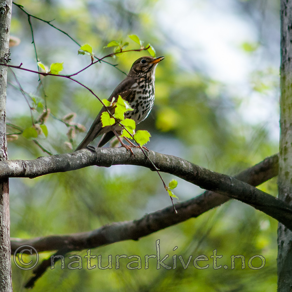 BB 07 0184 / Turdus philomelos / Måltrost