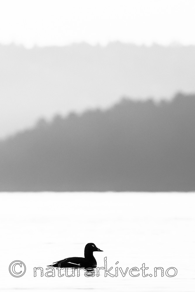BB 07 0193 / Melanitta fusca / Sjøorre