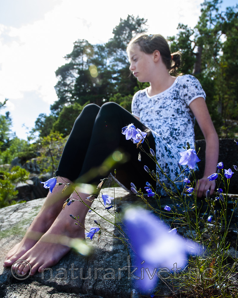 BB 07 0196 / Campanula rotundifolia / Blåklokke