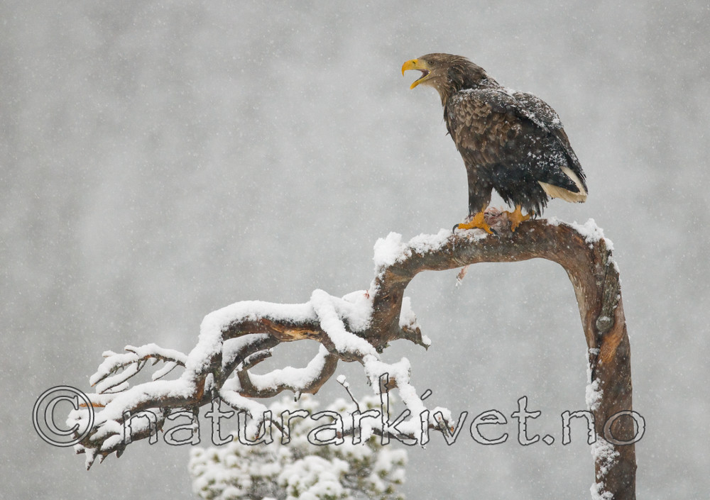 BB 08 0003 / Haliaeetus albicilla / Havørn