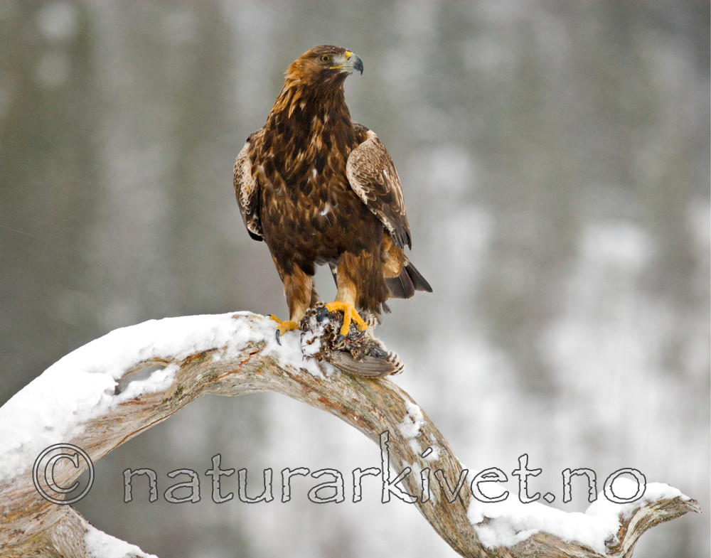 BB 08 0004 / Aquila chrysaetos / Kongeørn