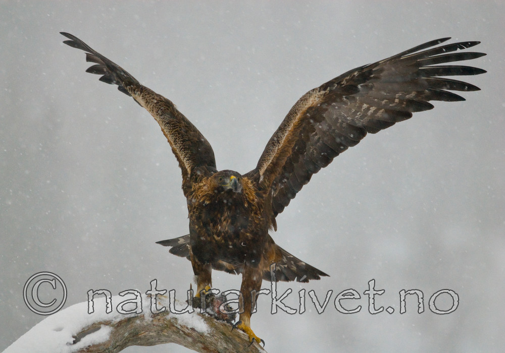 BB 08 0007 / Aquila chrysaetos / Kongeørn