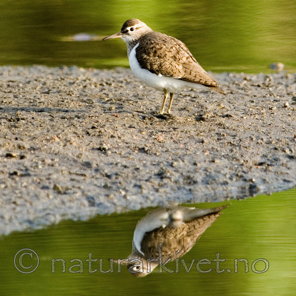BB 08 0012 / Actitis hypoleucos / Strandsnipe