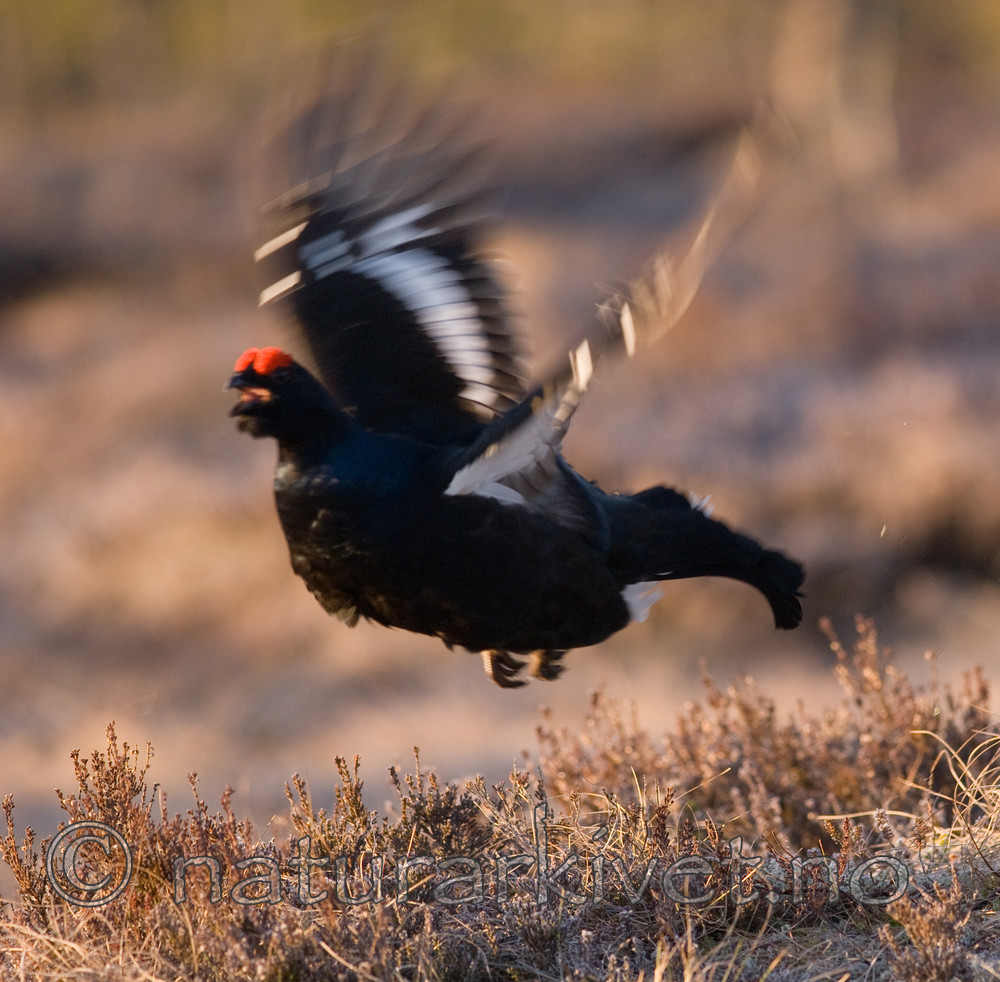 BB 08 0013 / Tetrao tetrix / Orrfugl