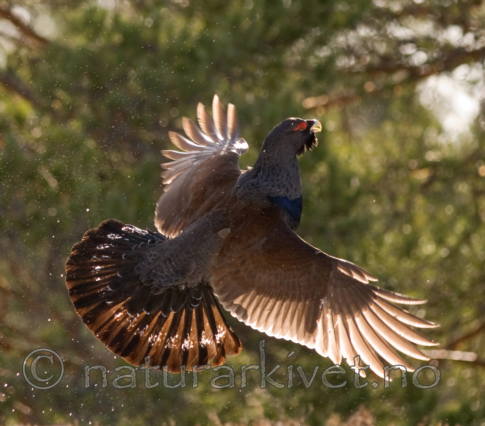 BB 08 0015 / Tetrao urogallus / Storfugl