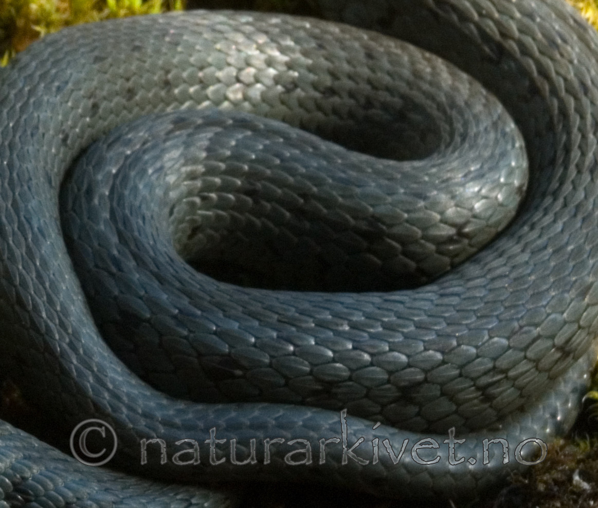 BB 08 0022 / Natrix natrix / Buorm