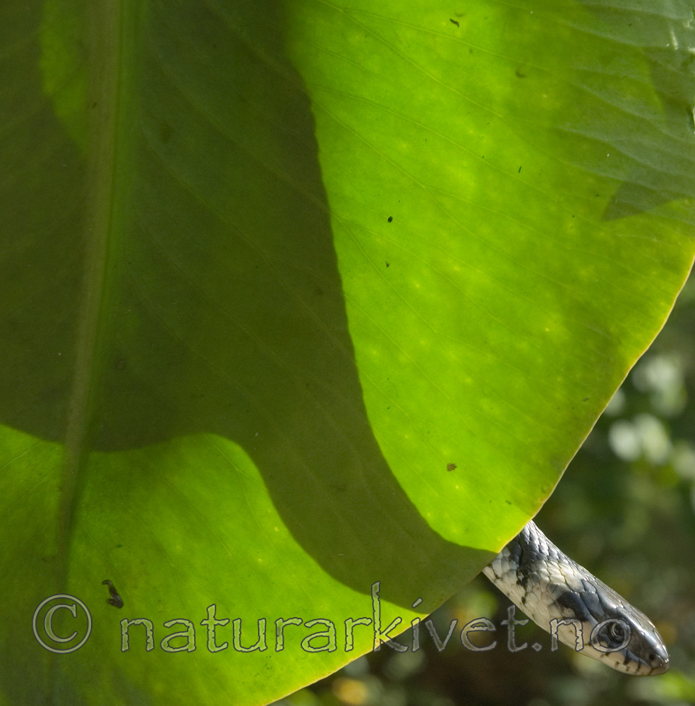 BB 08 0024 / Natrix natrix / Buorm