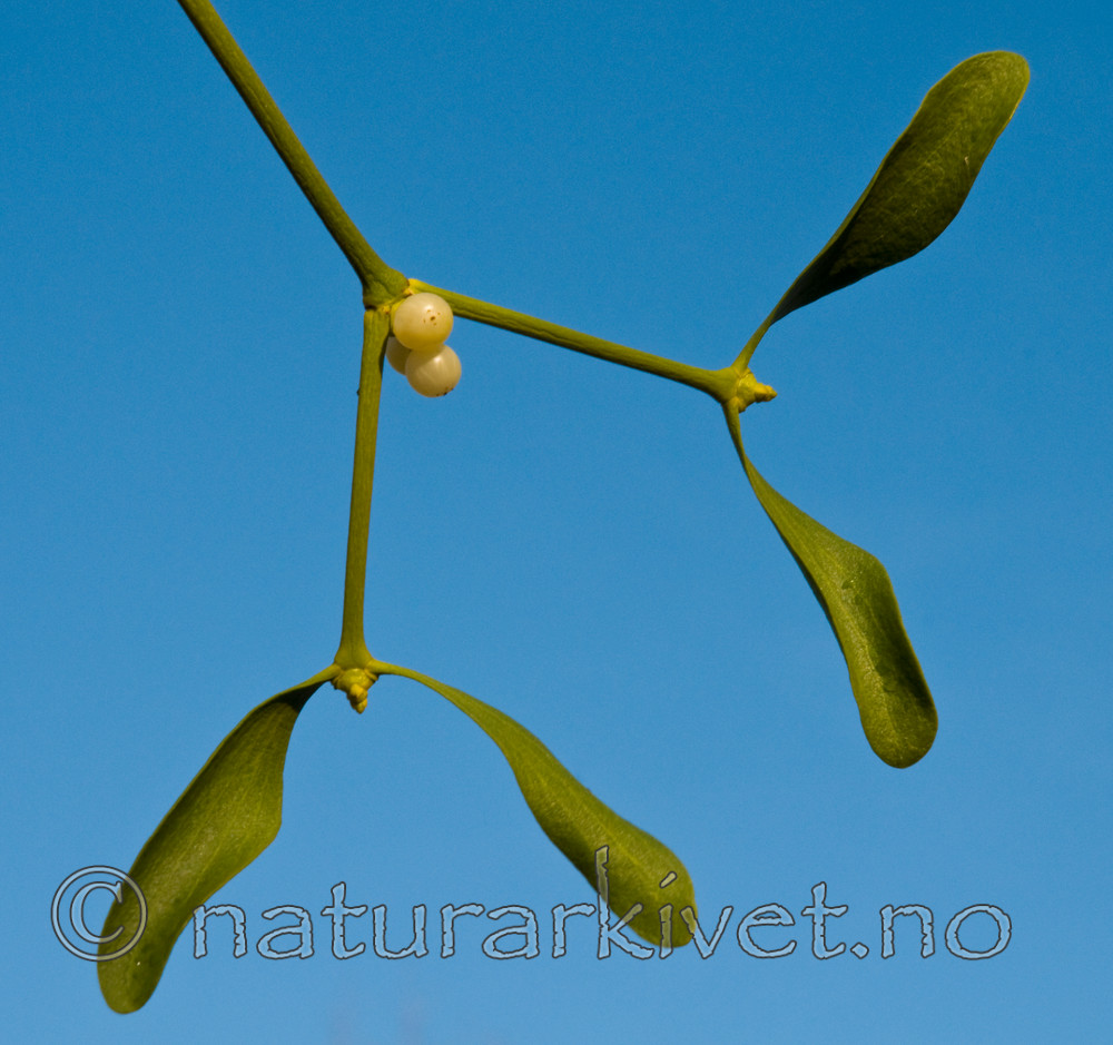 BB 08 0034 / Viscum album / Misteltein