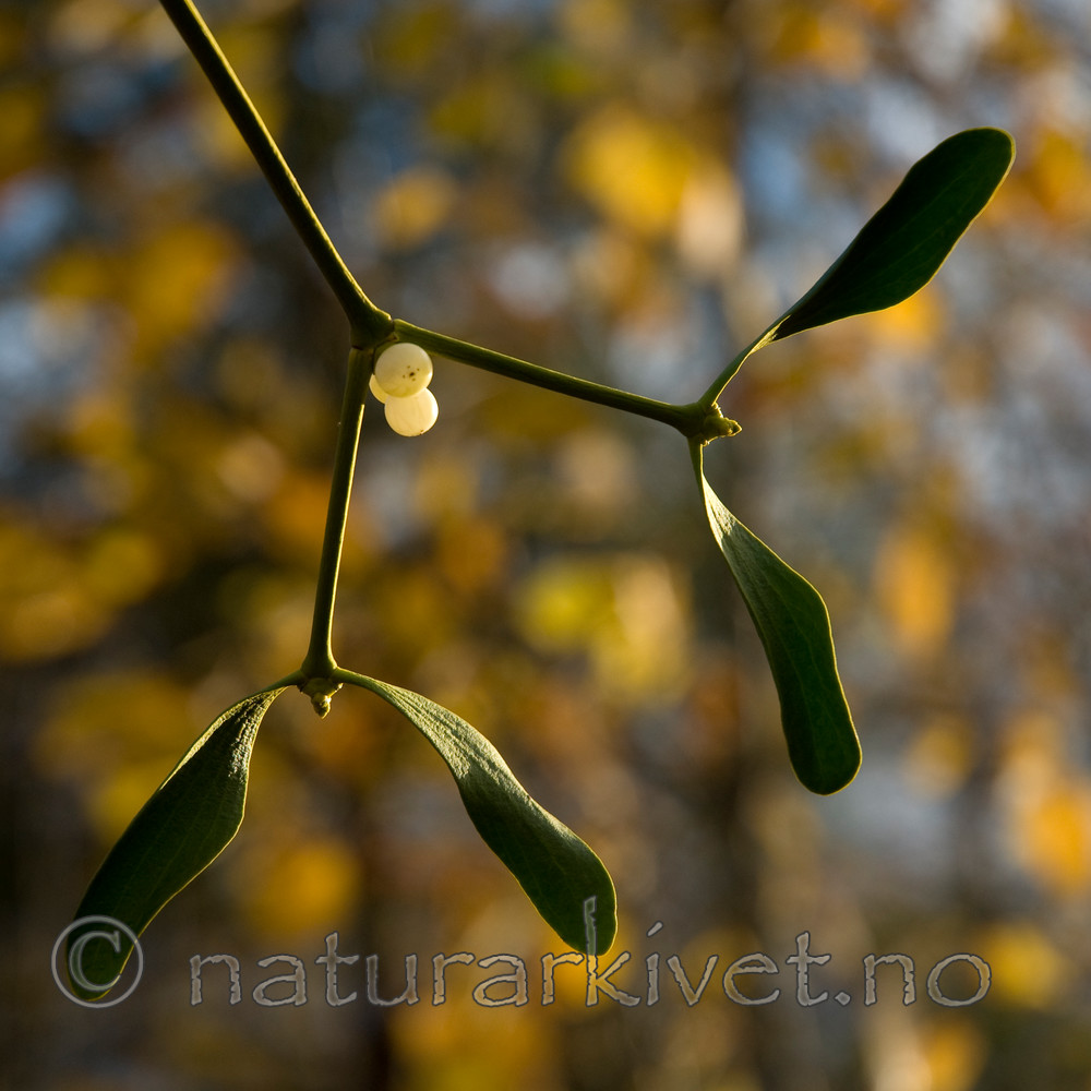 BB 08 0035 / Viscum album / Misteltein