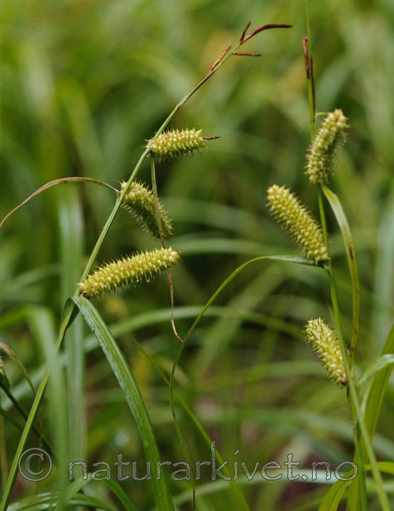 BB 08 0039 / Carex rhynchophysa / Blærestarr