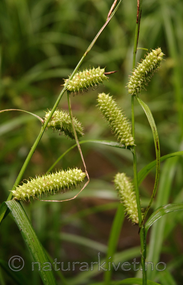 BB 08 0040 / Carex rhynchophysa / Blærestarr