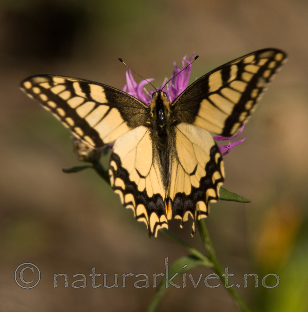 BB 08 0042 / Papilio machaon / Svalestjert
