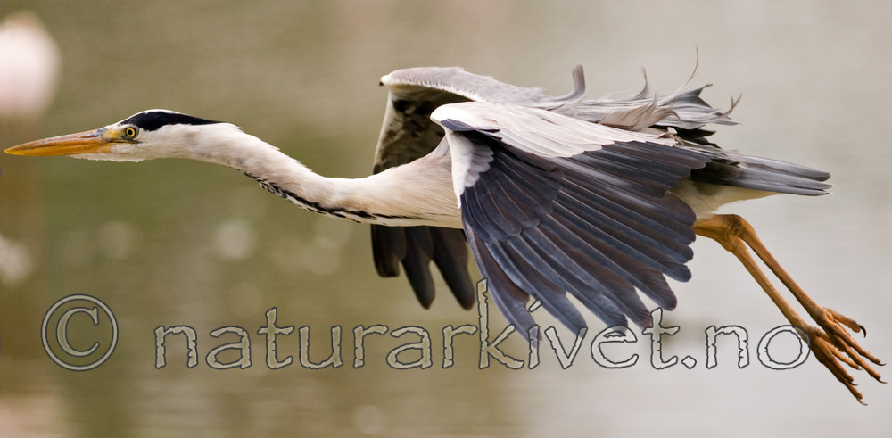 BB 08 0043 / Ardea cinerea / Gråhegre