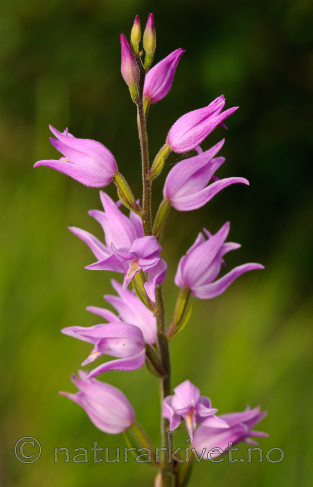BB 08 0045 / Cephalanthera rubra / Rød skogfrue