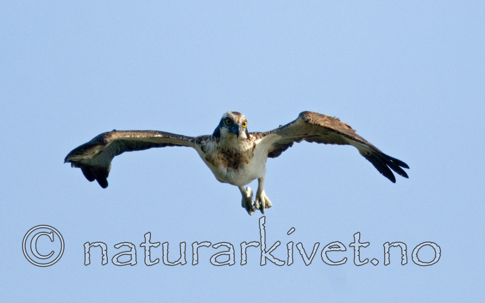 BB 08 0046 / Pandion haliaetus / Fiskeørn