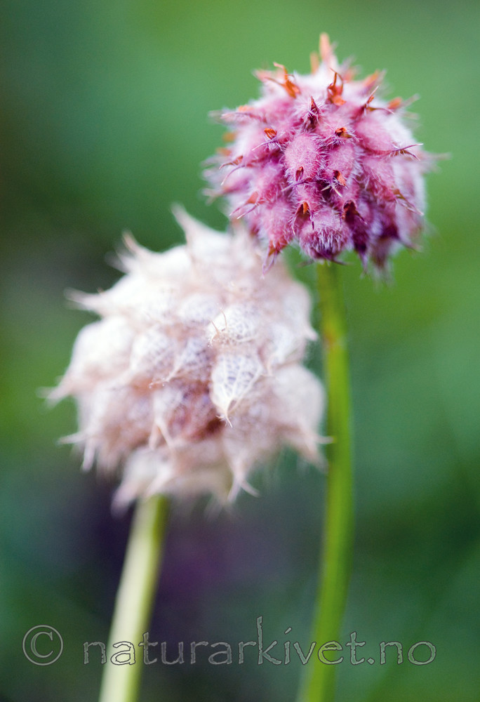 BB 08 0048 / Trifolium fragiferum / Jordbærkløver