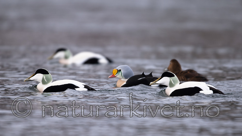 BB 08 0049 / Somateria spectabilis / Praktærfugl