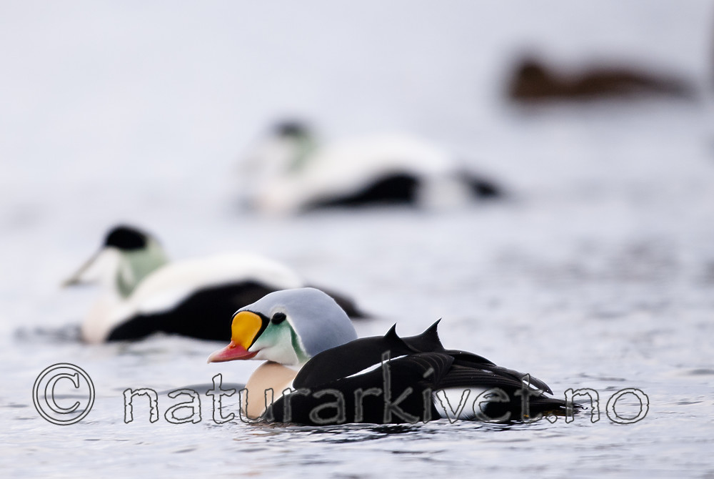 BB 08 0051 / Somateria spectabilis / Praktærfugl