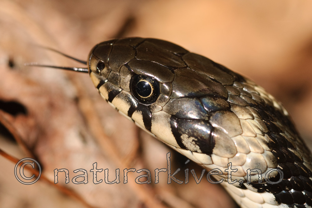 BB 08 0056 / Natrix natrix / Buorm