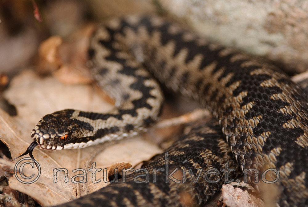 BB 08 0059 / Vipera berus / Hoggorm