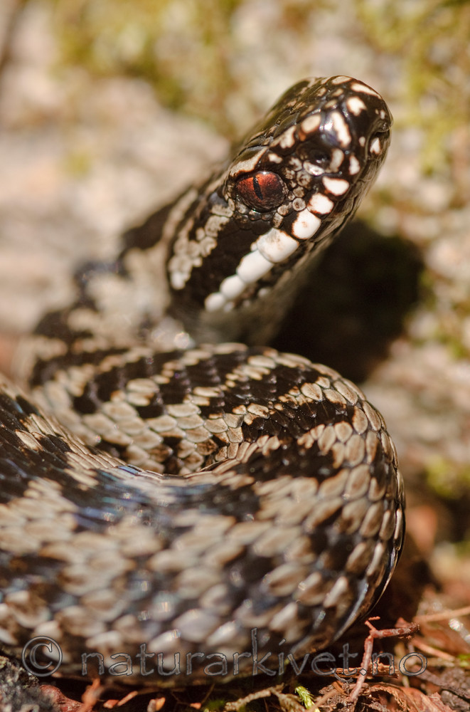 BB 08 0060 / Vipera berus / Hoggorm
