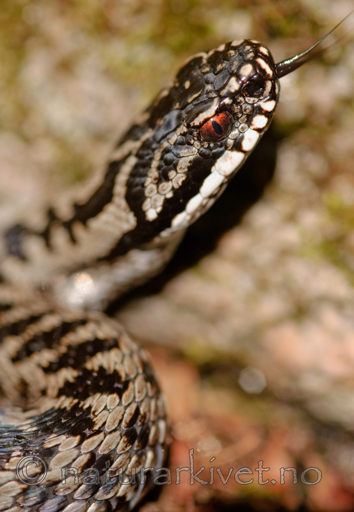 BB 08 0061 / Vipera berus / Hoggorm