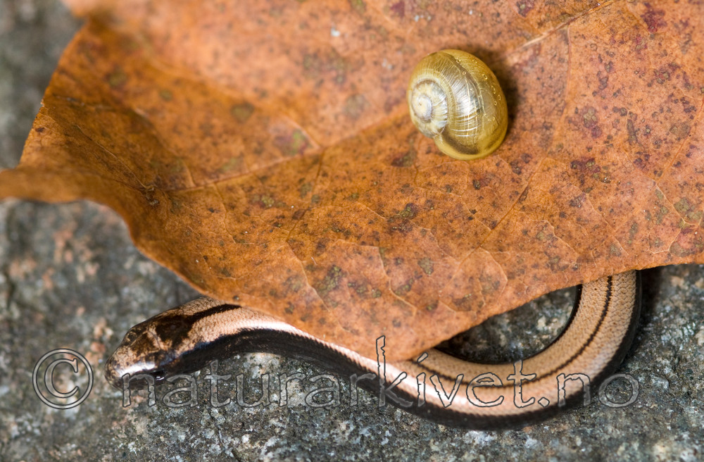 BB 08 0063 / Anguis fragilis / Stålorm